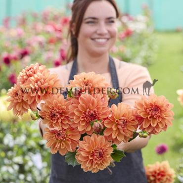Decorative Small Flowered Orange King Dahlia Royal King (x 35)