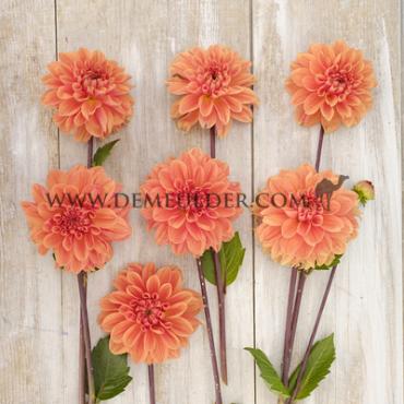 Decorative Small Flowered Orange King Dahlia Royal King (x 35)