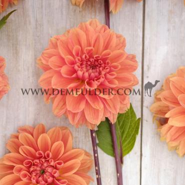 Decorative Small Flowered Orange King Dahlia Royal King (x 35)