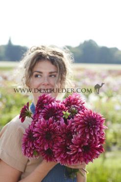 Decorative Small Flowered Tanita Dahlia Tanita (x 35)