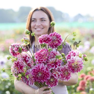 Decorative Small Flowered Temple Of Beauty Dahlia Temple of beauty (x 35)
