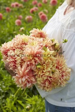 Decorative Small Flowered Tyrell Dahlia Tyrell (x 35)