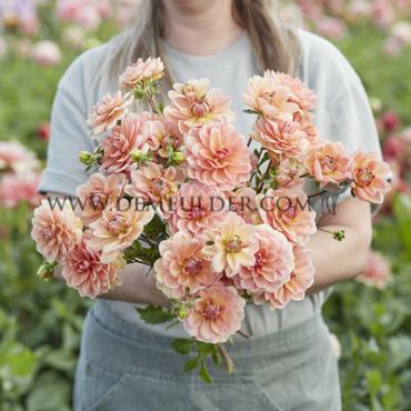 Waterlily Yelno Harmony Verpakte Dahlia Yelno Harmony (x 35)