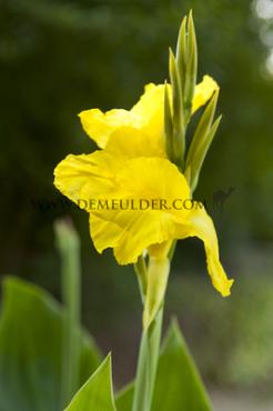 Green Leaves Richard Wallace Canna Richard Wallace, green leaves (x 10)