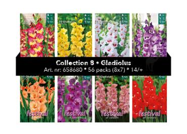 Coll. 08 Gladiolen 14/+ 56 packages