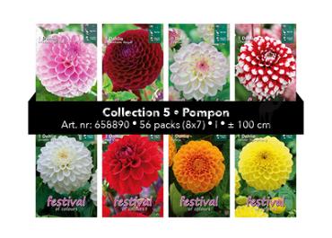 Coll. 05 Dahlia Pompon 100 cm 56 packages