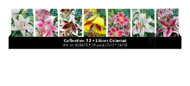 Coll. 12 Lelies Oriental 16/18 49 packages