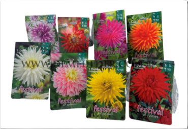 Coll. 01 Dahlia Cactus 100 cm 56 packages