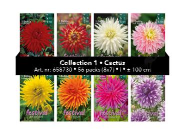 Coll. 01 Dahlia Cactus 100 cm 56 packages