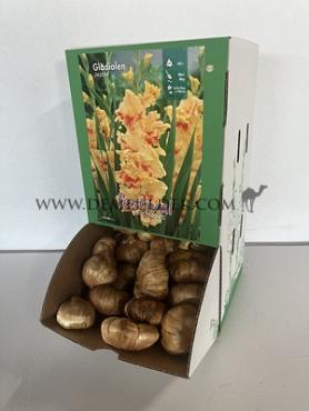  Binbox Gladiolen Jester 14/+ (x80)