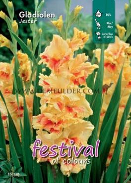  Binbox Gladiolen Jester 14/+ (x80)