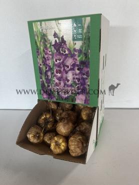  Binbox Gladiolen Vista 14/+ (x80)