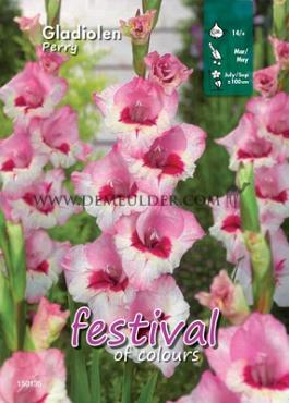 Large Flowered Perry Binbox Gladiolen Perry 14/+ (x80)