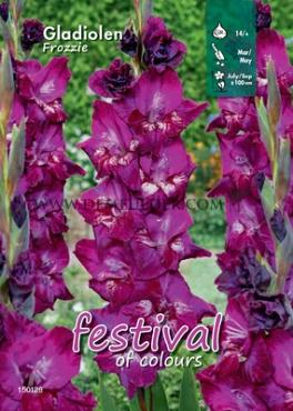 Large Flowered Frozzie Binbox Gladiolen Frozzie 14/+ (x80)