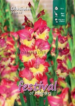  Binbox Gladiolen Stereo 14/+ (x80)