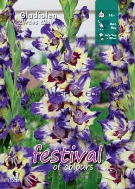 Large Flowered Circus Club Binbox Gladiolen Circus Club 14/+ (x80)