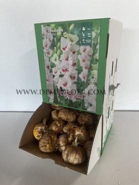  Binbox Gladiolen Candy Bar 14/+ (x80)