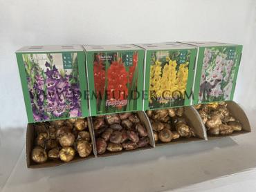  Binbox Gladiolen Candy Bar 14/+ (x80)