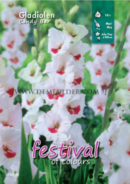  Binbox Gladiolen Candy Bar 14/+ (x80)