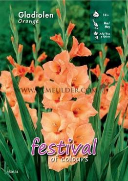 Large Flowered Oranje Binbox Gladiolen Orange 14/+ (x80)