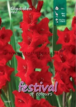 Large Flowered Rood Binbox Gladiolen Red 14/+ (x80)