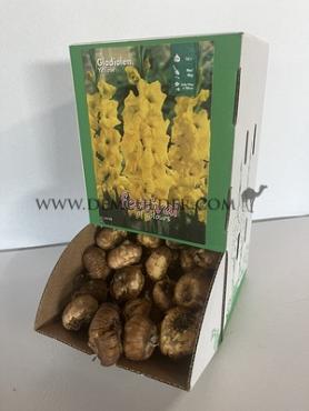  Binbox Gladiolen Yellow 14/+ (x80)