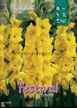 Large Flowered Geel Binbox Gladiolen Yellow 14/+ (x80)