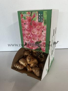  Binbox Gladiolen Pink 14/+ (x80)