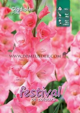 Large Flowered Roze Binbox Gladiolen Pink 14/+ (x80)