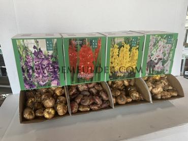  Binbox Gladiolen White 14/+ (x80)