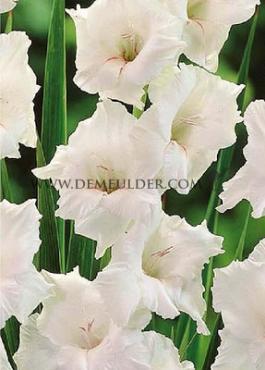  Binbox Gladiolen White 14/+ (x80)