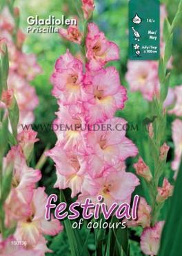 Large Flowered Priscilla Binbox Gladiolen Priscilla 14/+ (x80)