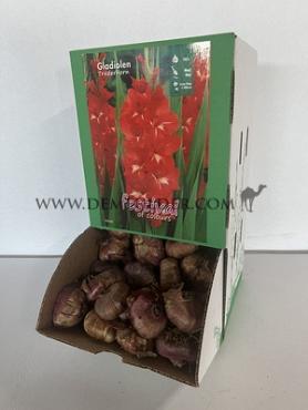  Binbox Gladiolen Traderhorn 14/+ (x80)