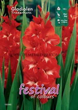 Large Flowered Traderhorn Binbox Gladiolen Traderhorn 14/+ (x80)