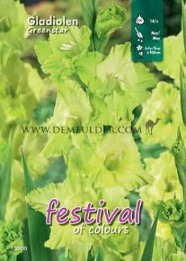 Large Flowered Green Star Binbox Gladiolen Greenstar 14/+ (x80)