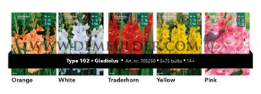 Nr. 102 Gladiolus 14/+ (5x75)