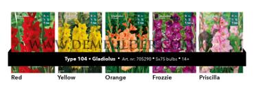 Nr. 104 Gladiolus 14/+ (5x75)