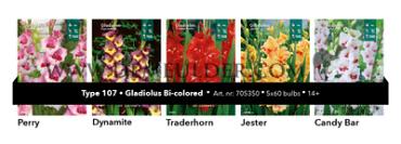 Nr. 107 Gladiolus 14/+ (5x60)