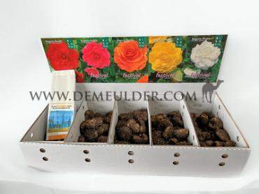 Nr. 112 Begonia Grandifl. 7/+ (5x20)