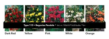 Nr. 115 Begonia Pendula 6/+ (5x20)