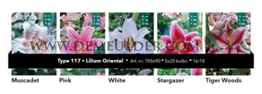 Nr. 117 Lilium OR 16/18 (5x20)
