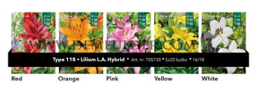 Nr. 118 Lilium LA Hybr. 16/18 (5x20)