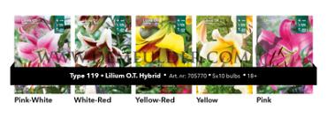 Nr. 119 Lilium O.T. 16/18 (5x10)