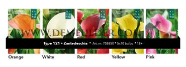 Nr. 121 Calla 14/16 (5x10)