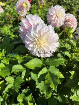 Decorative Small Flowered Verrones DF Dahlia Verrones DF (x 35)