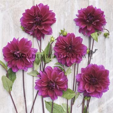 Decorative Large Flowered Thomas A. Edison Dahlia Thomas A. Edison (x 35)