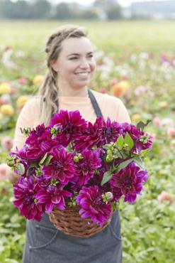Decorative Large Flowered Thomas A. Edison Dahlia Thomas A. Edison (x 35)