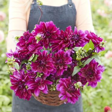 Decorative Large Flowered Thomas A. Edison Dahlia Thomas A. Edison (x 35)