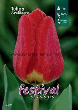 Binbox Tulips Apeldoorn 12/+ (x100)