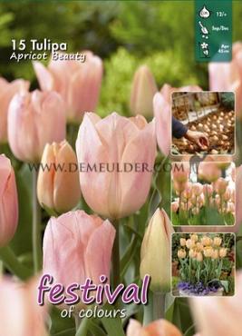 Tulips Apricot Beauty 12/+ (x20x15)